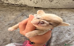 Chihuahua dogs for sale: 💖 Esquire litter of chihuahua puppies 💖 - Advert 17