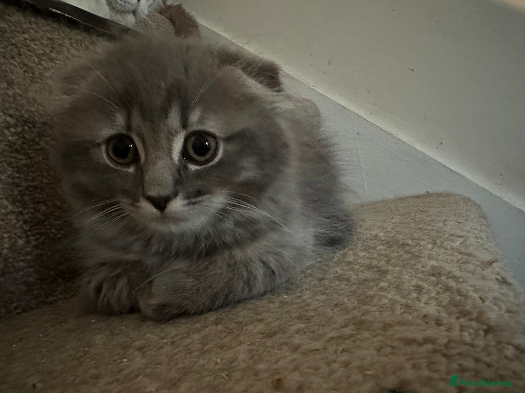 Mixed Breed cats for sale: Ragdoll X Scottish fold  - Image 1
