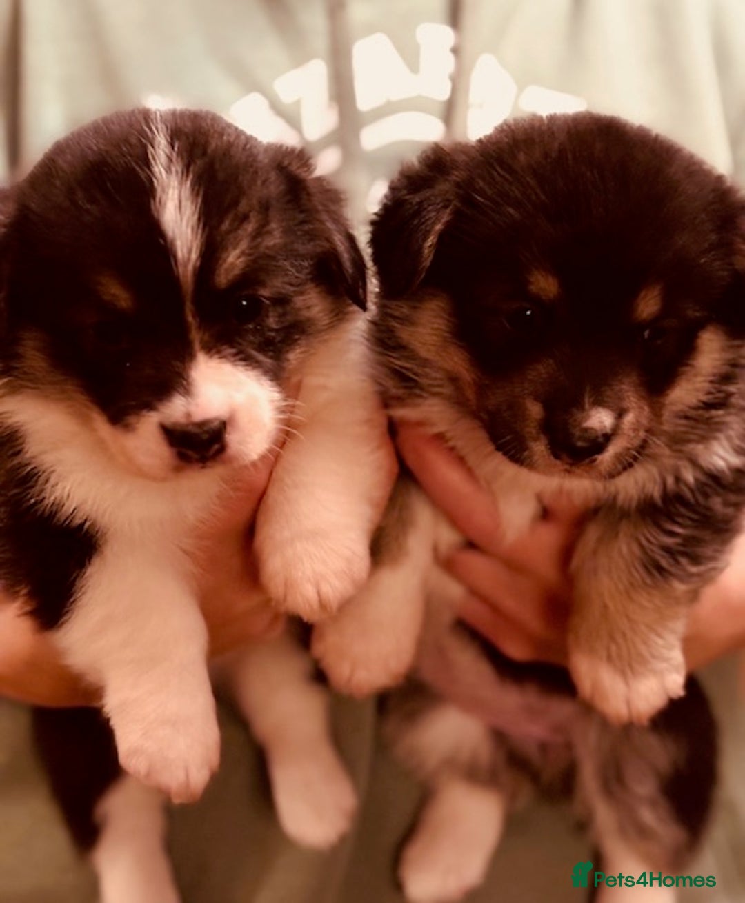Welsh Corgi Pembroke dogs for sale: 2 Tri/KC girls from health tested parents - Image 3