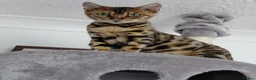 Bengal cats for sale: Female glitter Bengal for sale - Advert 16