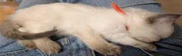 Ragdoll cats for sale: 💛GCCF Registered 💛Ragdoll kittens   - Advert 27
