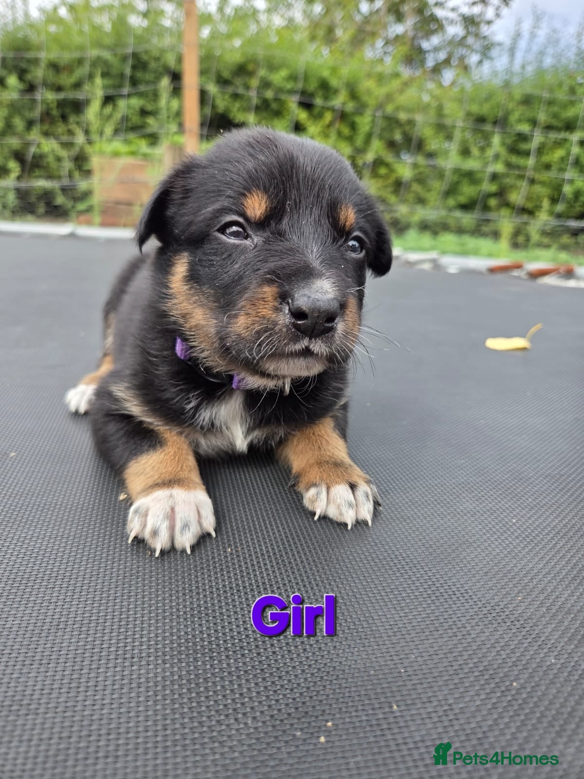Mixed Breed dogs Australian Kelpie x Australian cattle dog puppies - Advert 2