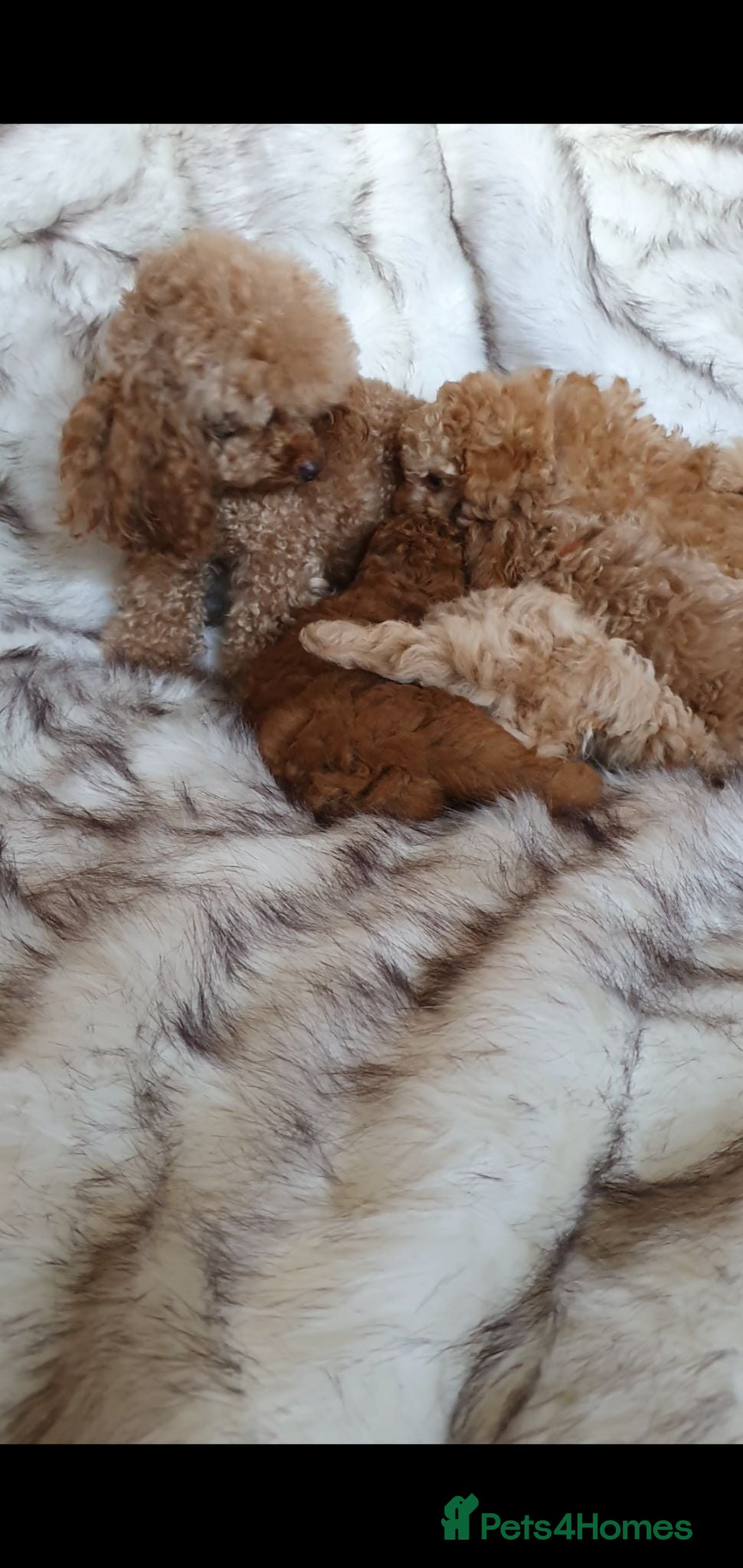Toy Poodle dogs KC Toy Poodle puppies READY NOW, health tested - Advert 2