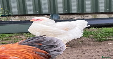 Hens poultry - Advert 16