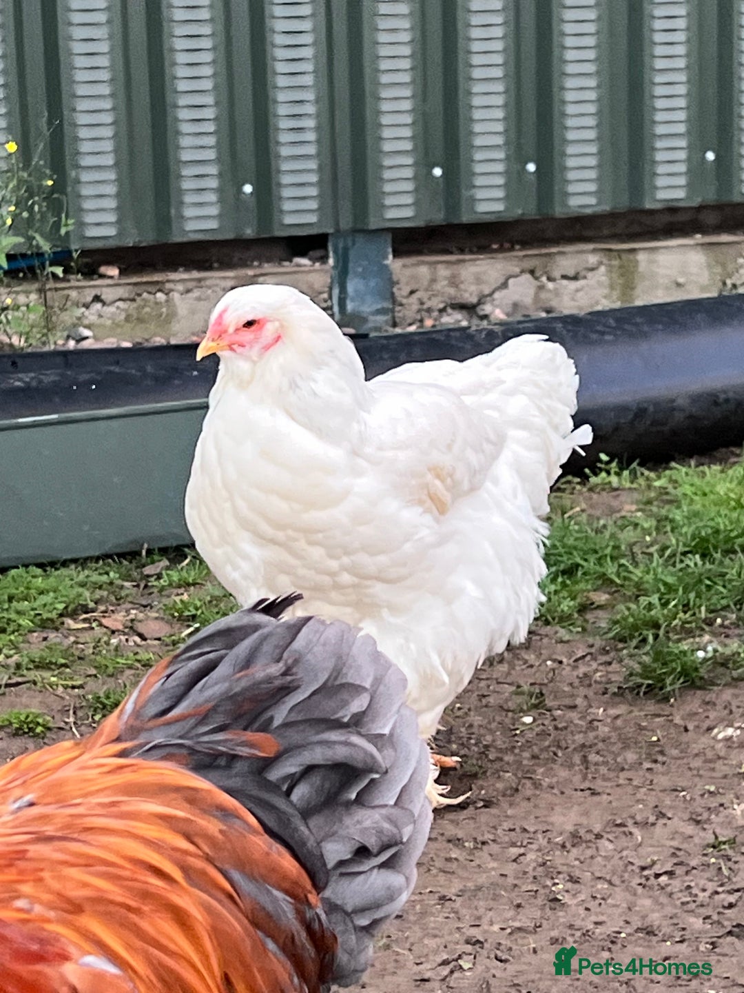 Hens poultry for sale: Beautiful Brahmas 4hens & 3 stunning cockerels  - Image 3