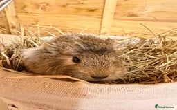 Guinea Pig rodents for sale: 3 baby guinea pigs  - Image 6