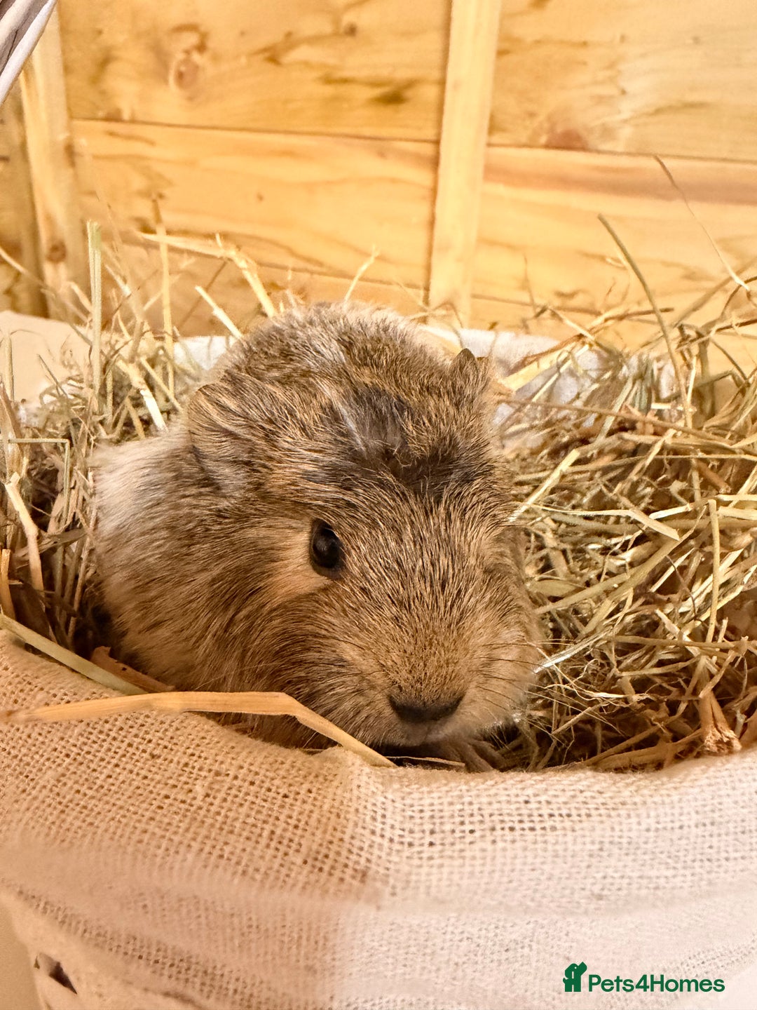 Guinea Pig rodents for sale: 3 baby guinea pigs  - Image 6