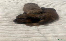 Dachshund dogs for sale:  KC Registered mini long hair Dachshund Puppies  - Image 9