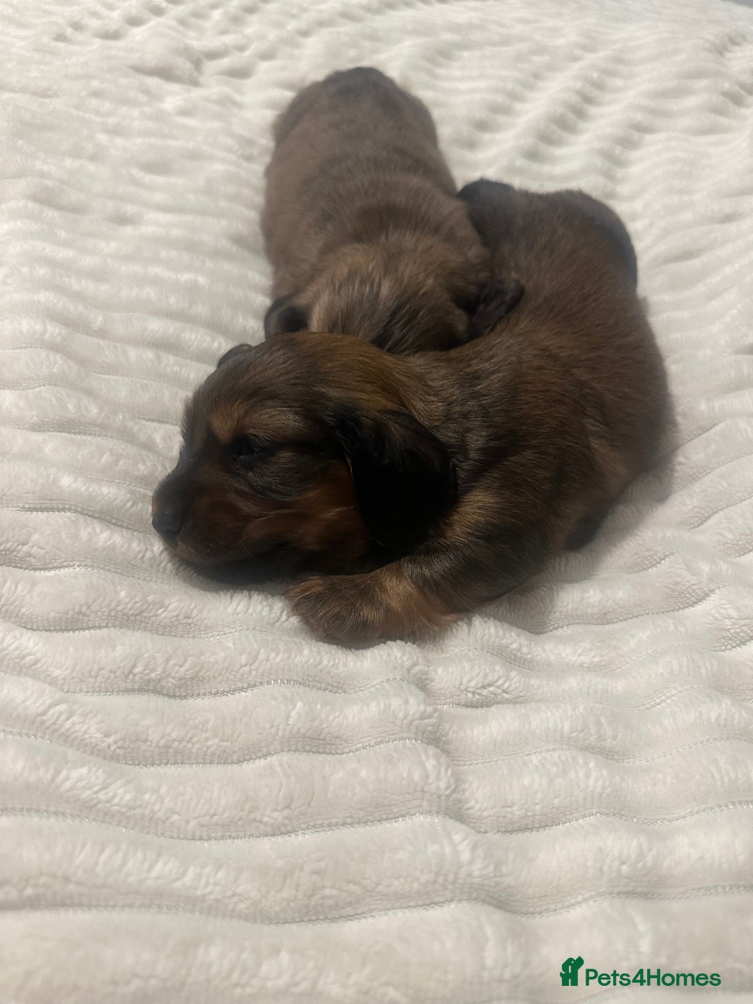 Dachshund dogs for sale:  KC Registered mini long hair Dachshund Puppies  - Image 9
