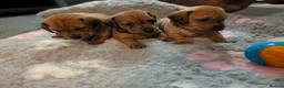 Mixed Breed dogs for sale: Dachshund cross pug puppies in Huddersfield - Advert 21