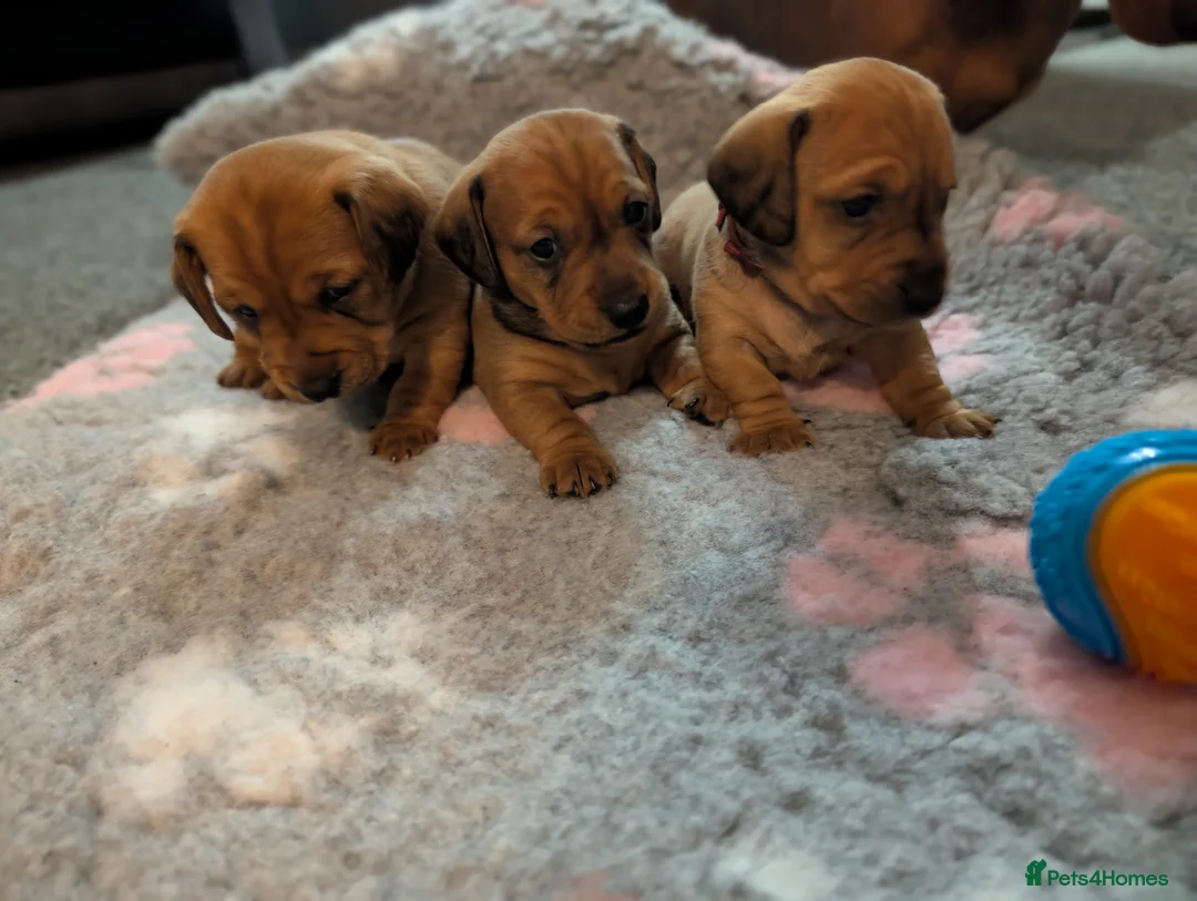 Mixed Breed dogs for sale: Dachshund cross pug puppies in Huddersfield - Advert 21