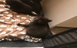 British Shorthair cats for sale: STUNNING AND LOVING BSH x DSH KITTENS - Image 26
