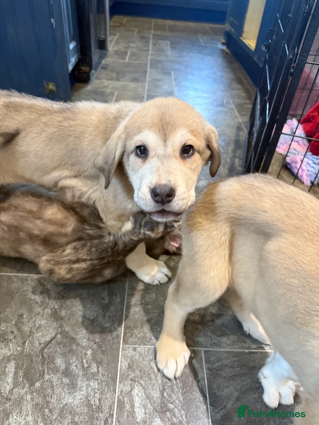 Mastiff dogs for sale: Registered Spanish mastiff puppies  - Advert 24