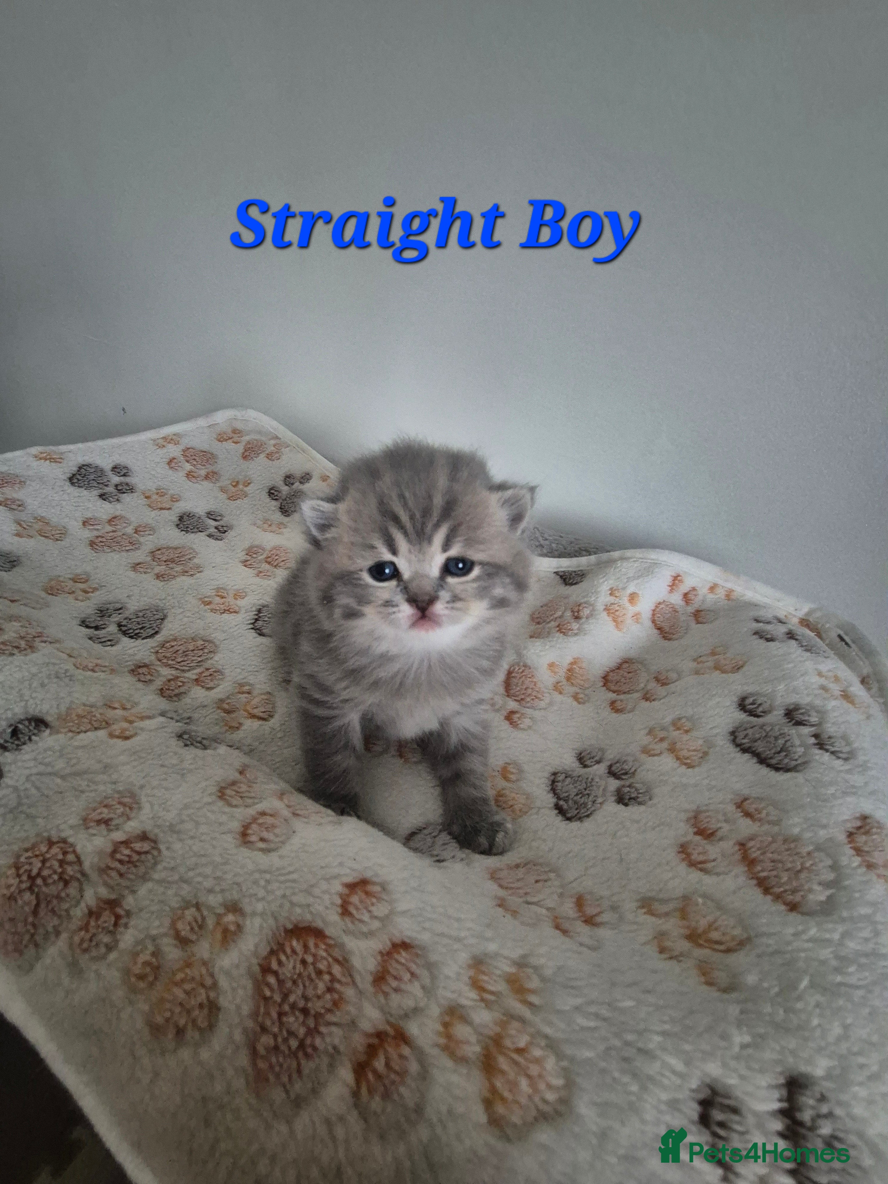 Scottish Fold cats Scottish Fold/Straight kittens  - Advert 7