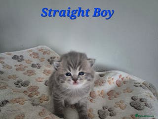 Scottish Fold cats Scottish Fold/Straight kittens - Advert 7