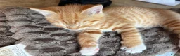 Mixed Breed cats for sale: Beautiful kittens looking for their forever home in Derby - Advert 12