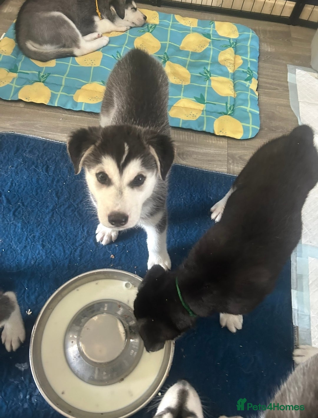 Siberian Husky dogs for sale: Lovely husky puppies, ready for new homes on 25/8 - Image 32