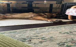 German Shepherd dogs for sale: Playful Smart German Shepherd Needs Home - Advert 5