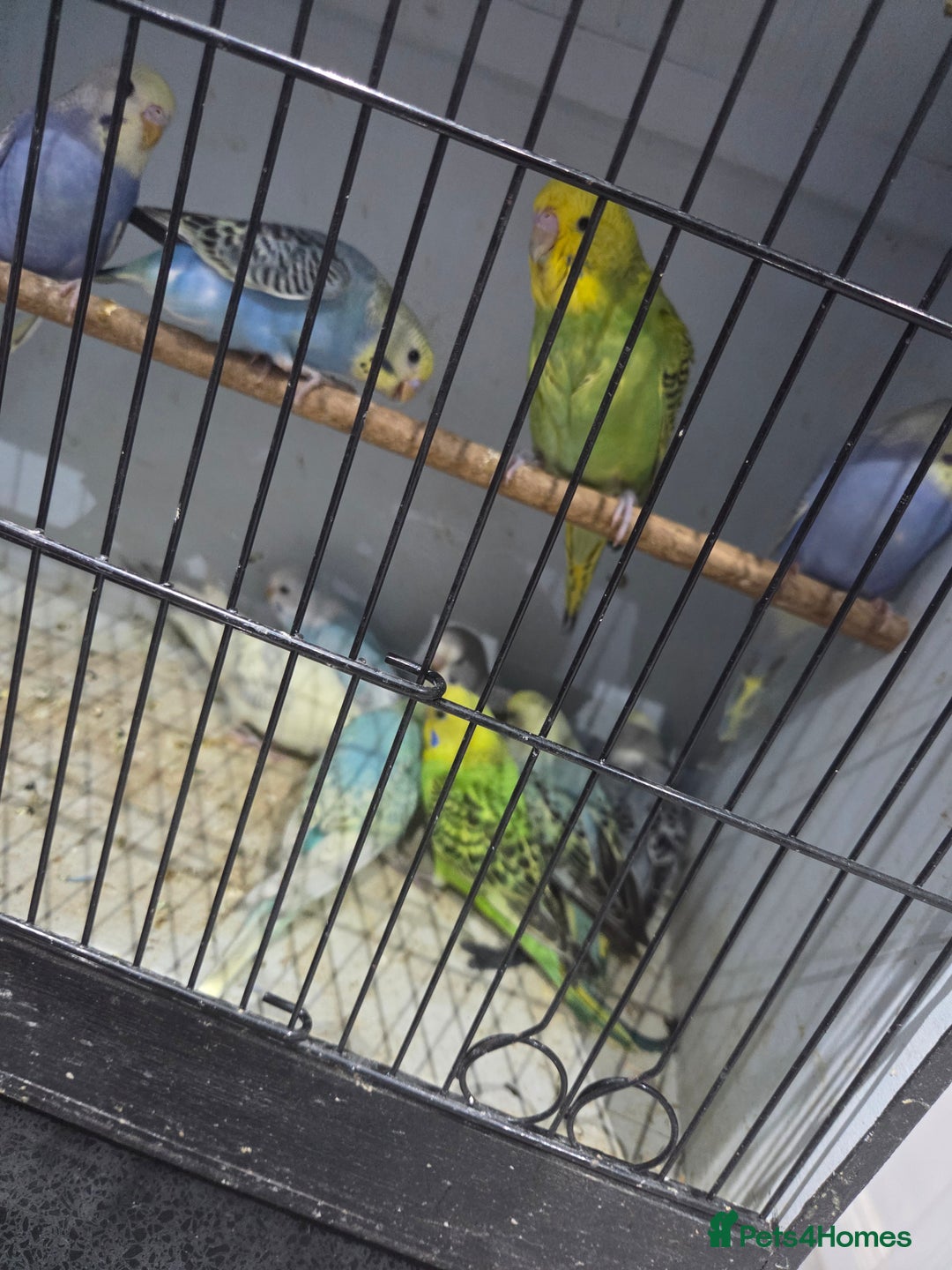 Budgerigars birds for sale:  budgies for sale - Advert 18