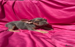 French Bulldog dogs for sale: 🔥READY TODAY Quality KC French Bulldog Puppies✨🔥 - Image 25