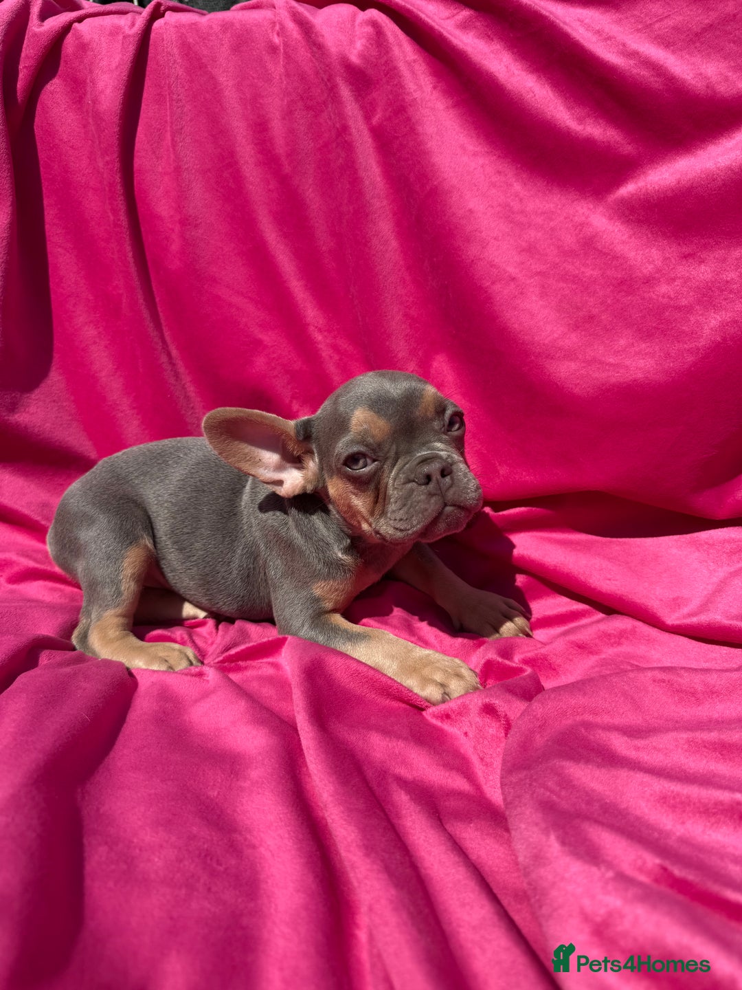French Bulldog dogs for sale: 🔥READY TODAY Quality KC French Bulldog Puppies✨🔥 - Image 25