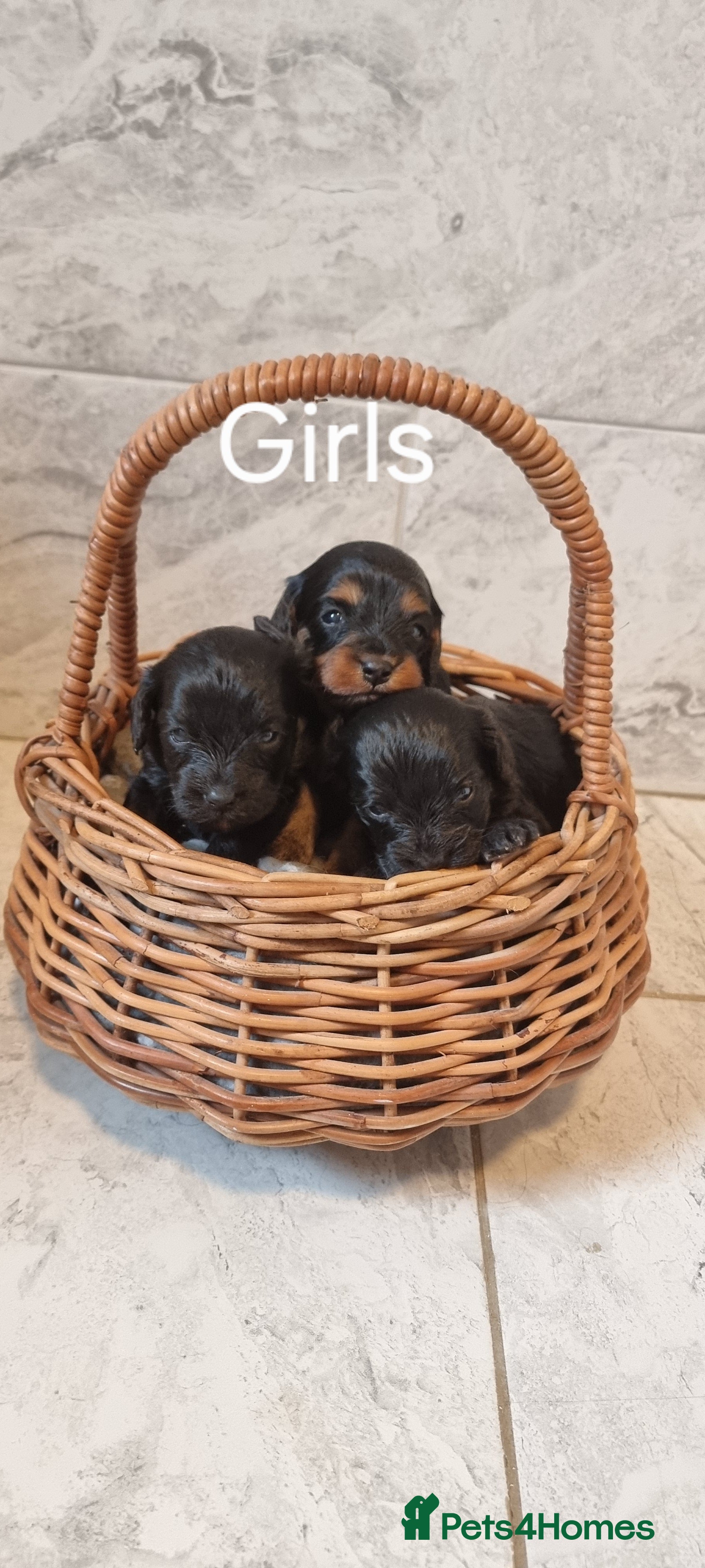 Cavapoo dogs Toy f1 cavapoo babies - Advert 14