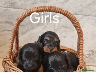 Cavapoo dogs Toy f1 cavapoo babies - Advert 14