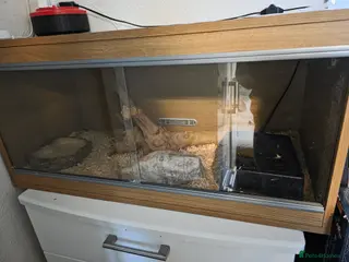 Corn Snake reptiles Corn snake with set up for sale - Advert 12