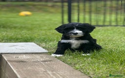 Portuguese Water Dog dogs for sale: ARTSEADOG KC registered Pure Portuguese Waterdogs - Image 21