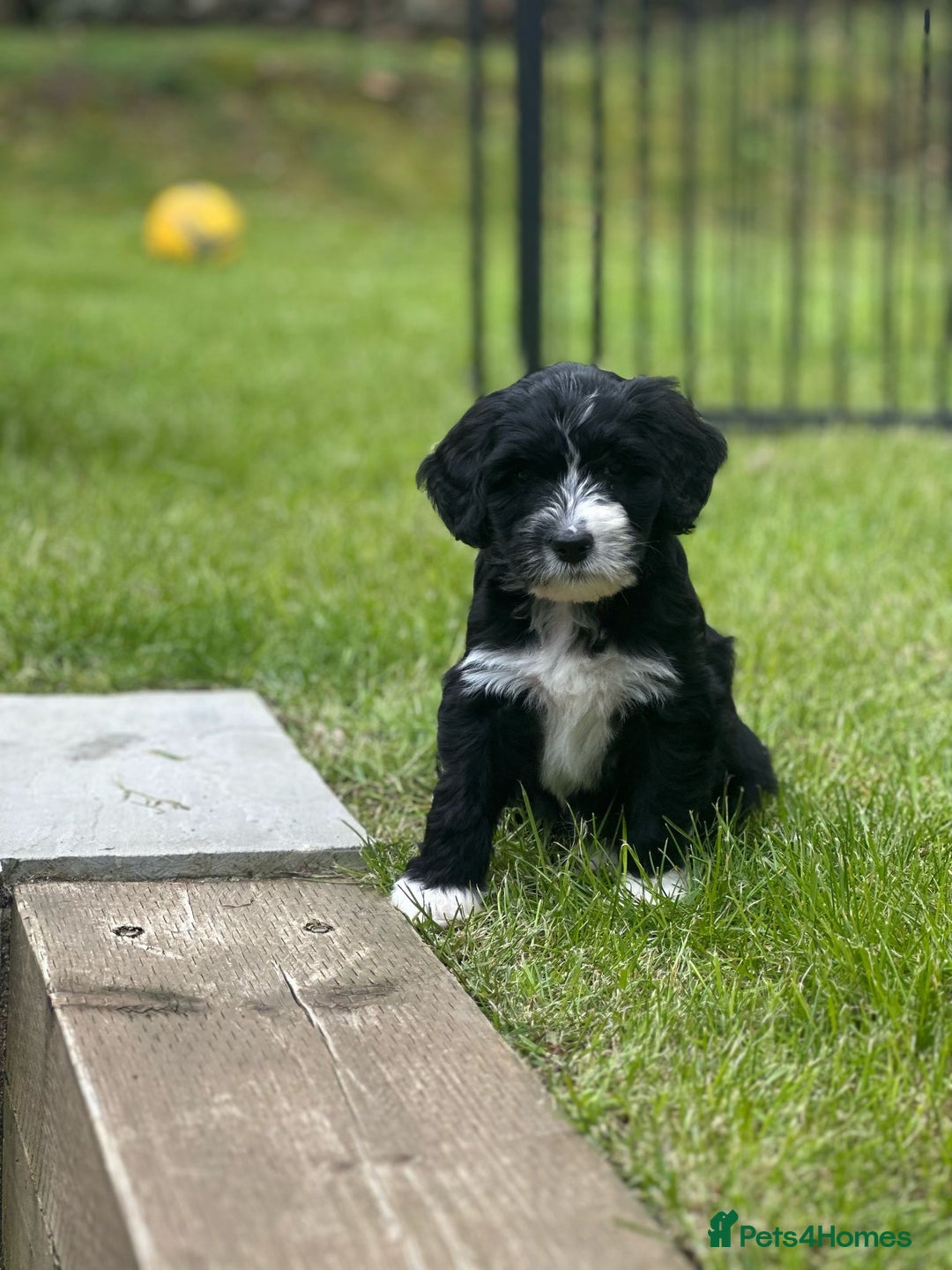 Portuguese Water Dog dogs for sale: ARTSEADOG KC registered Pure Portuguese Waterdogs - Image 21