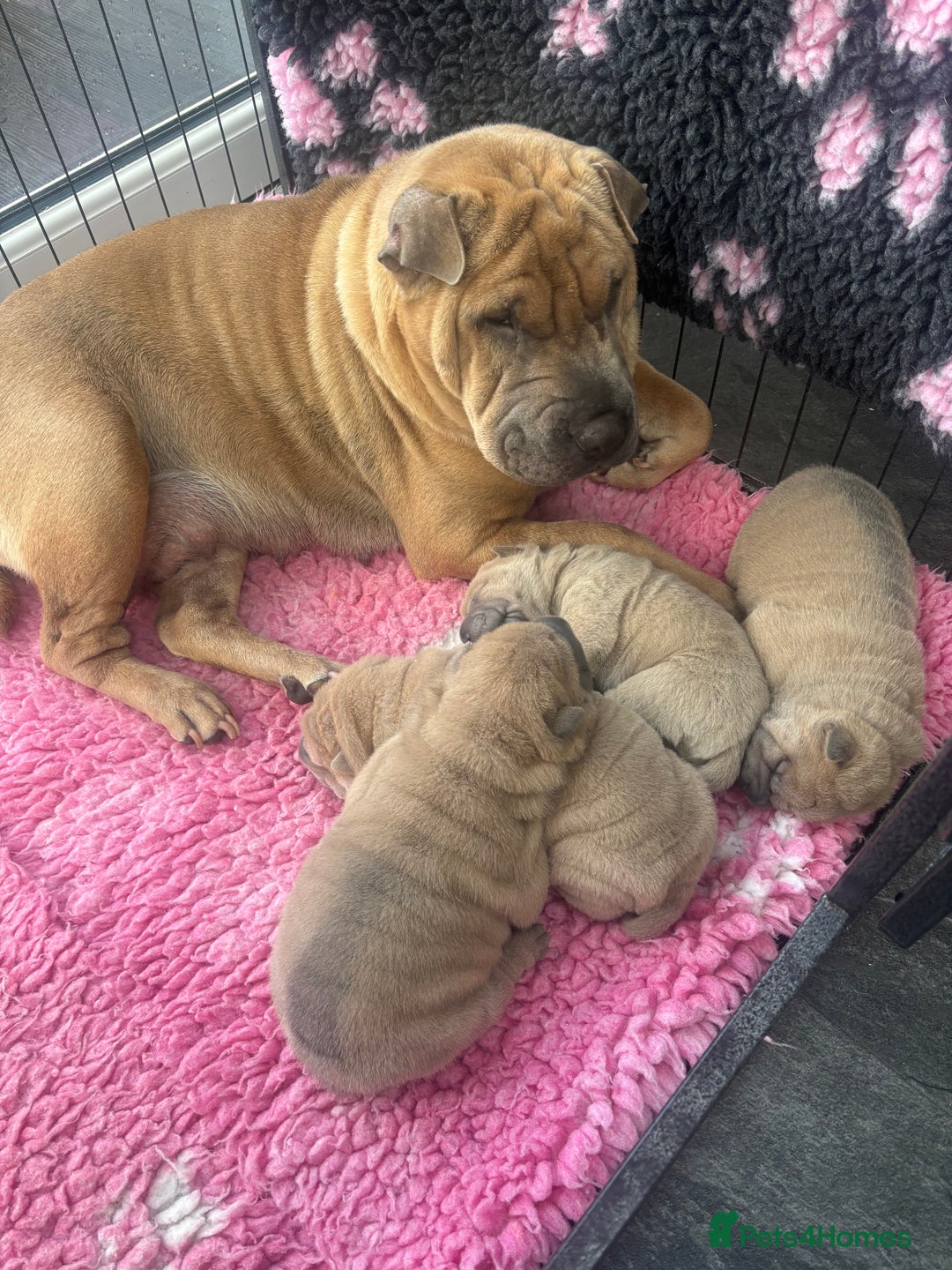 Shar Pei dogs for sale: Shar pei puppies  - Advert 14