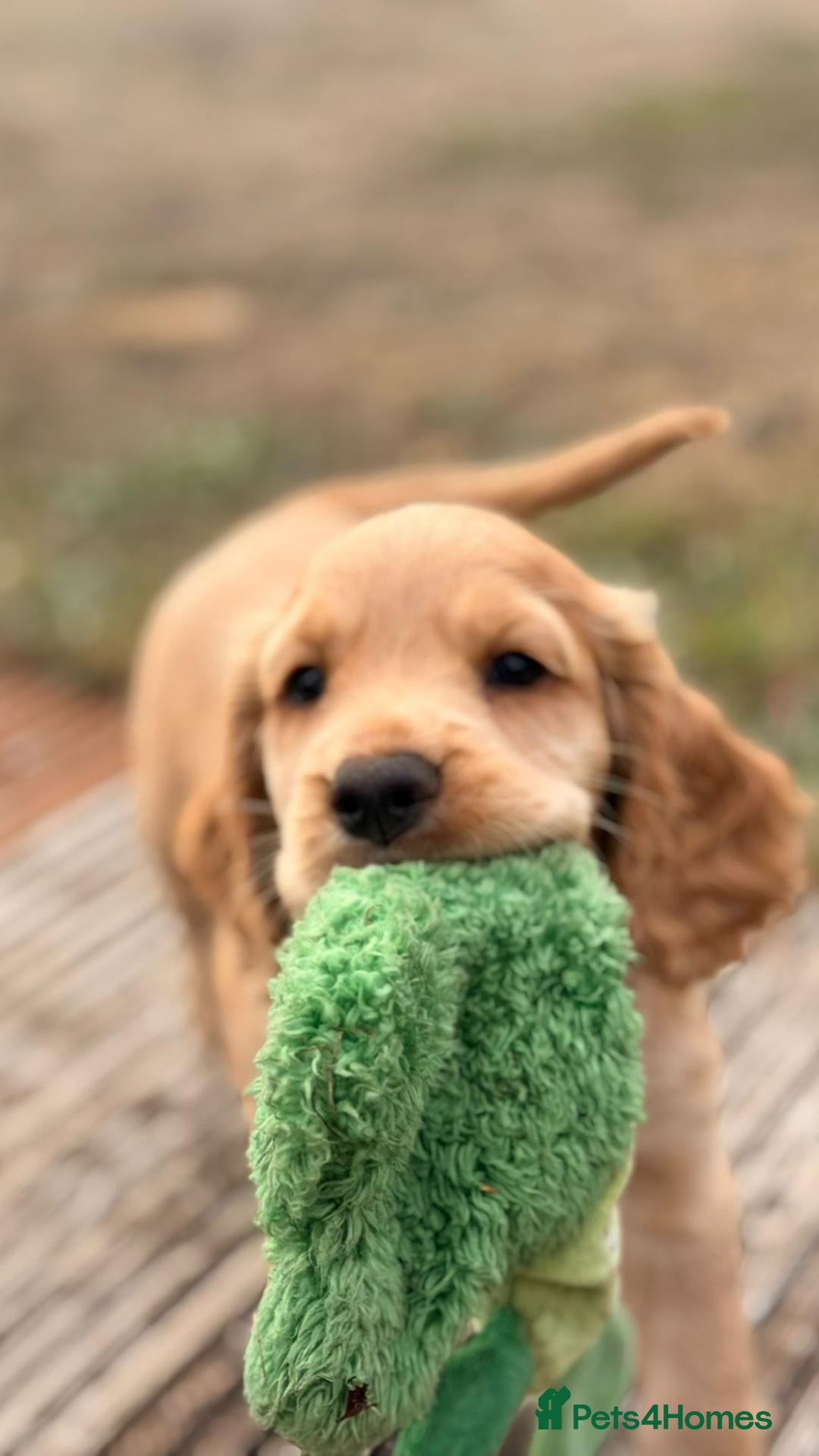 Cocker Spaniel dogs Working Cocker Spaniel  - Advert 2