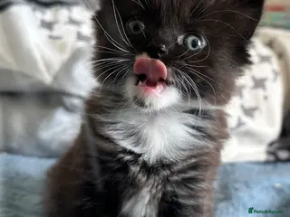 Ragdoll cats Lovely ragdoll X - Advert 1