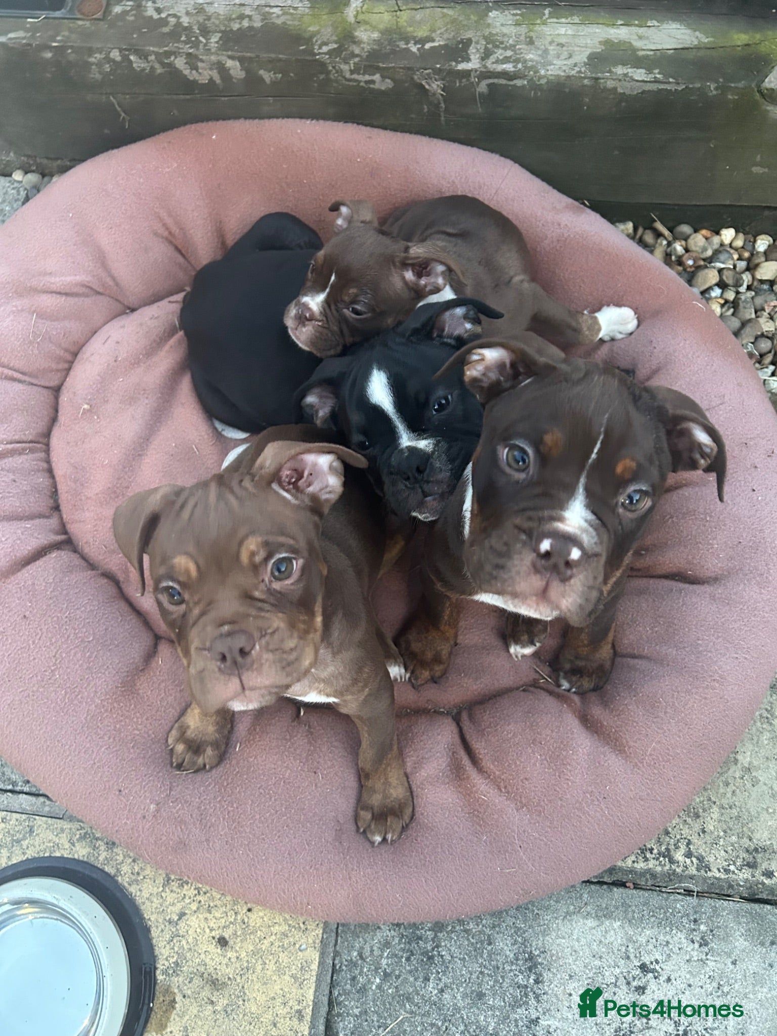Olde English Bulldogge dogs Olde English bulldogs - Advert 8