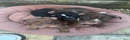 Olde English Bulldogge dogs for sale: Olde English bulldogs - Advert 1