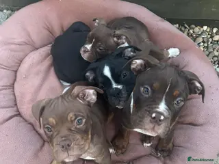 Olde English Bulldogge dogs Olde English bulldogs - Advert 11