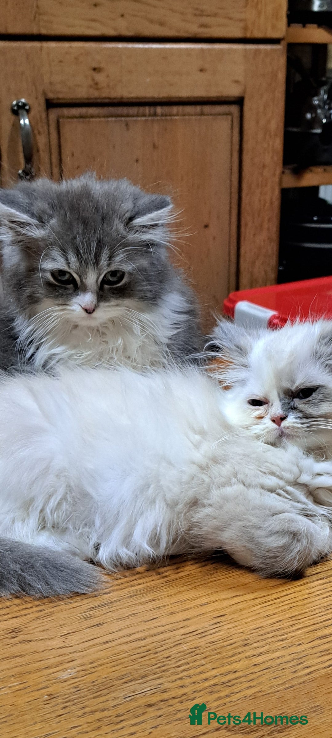 Ragdoll cats 2 ragdoll cross persian kittens - Advert 13