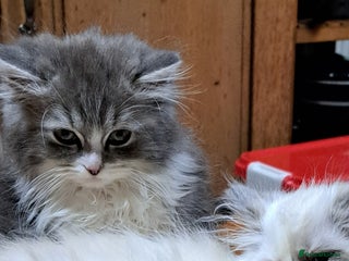 Ragdoll cats 2 ragdoll cross persian kittens - Advert 13