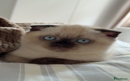 British Shorthair cats for sale: British short hair and Scottish fold  - Image 17