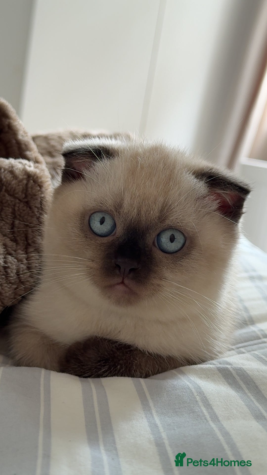 British Shorthair cats for sale: British short hair and Scottish fold  - Image 17