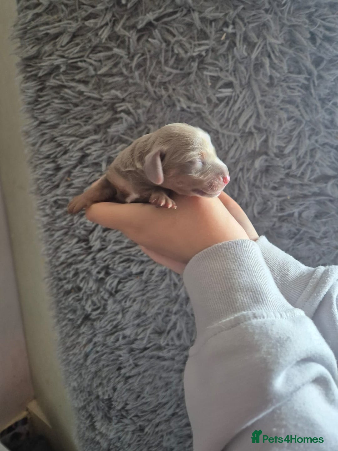 Dachshund dogs for sale: Beautiful dachshund puppies  - Image 2