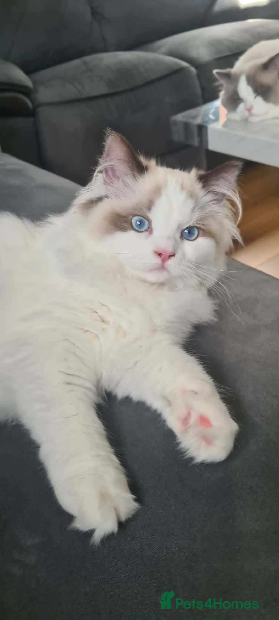 Ragdoll cats Ragdoll kittens fully gccf registered kittens  - Advert 6