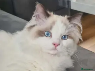 Ragdoll cats Ragdoll kittens fully gccf registered kittens - Advert 2