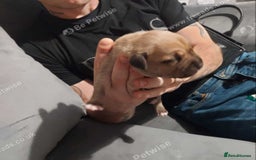 Staffordshire Bull Terrier dogs for sale: 3 males staffy puppies  for sale  - Advert 2