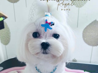 Maltese dogs - Advert 36