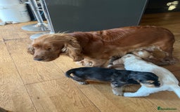 Cocker Spaniel dogs for sale: Three male cocker spaniel puppies for sale - Image 12