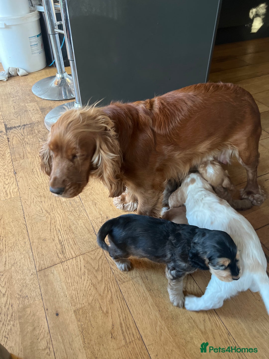 Cocker Spaniel dogs for sale: Three male cocker spaniel puppies for sale - Image 12