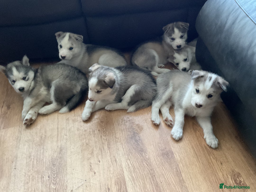 Utonagan dogs for sale: Husky x malamute  - Image 35
