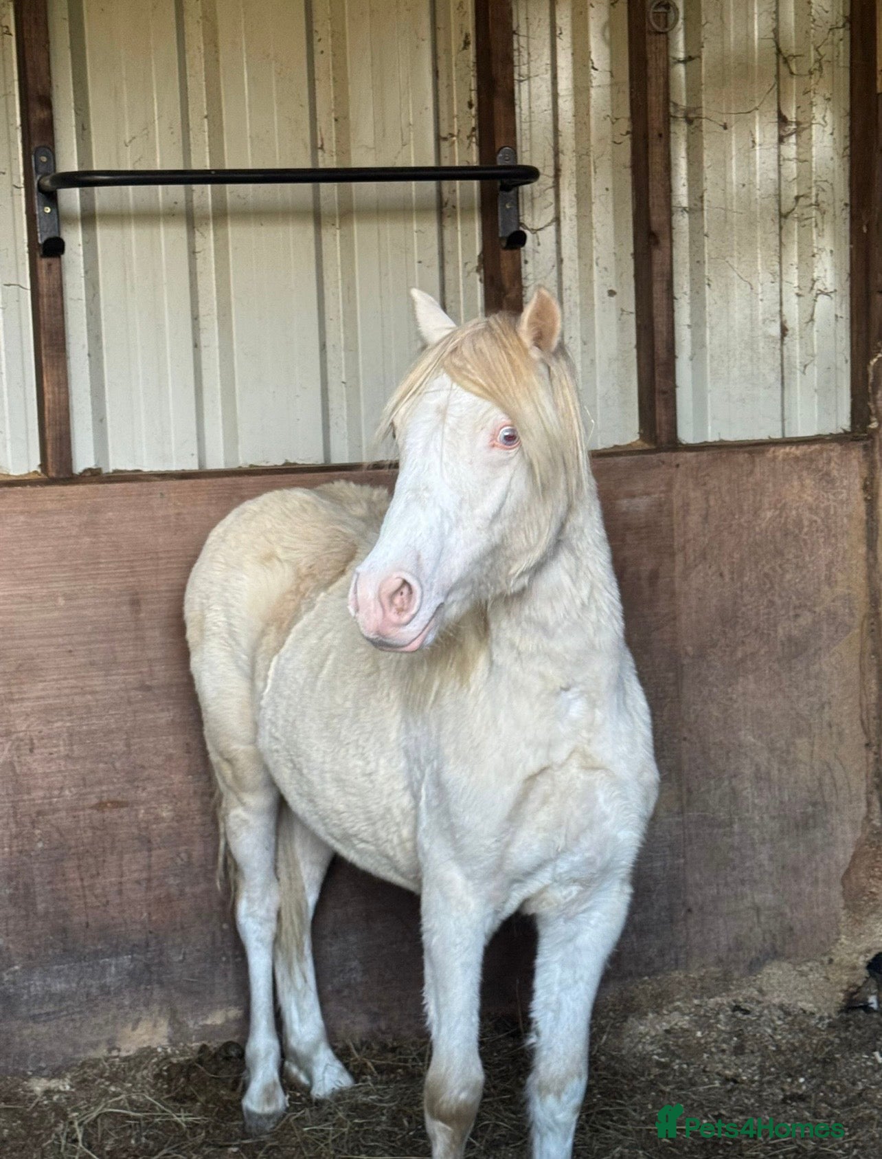 Welsh Section A horses Registered Welsh SectionA filly full WPCS pedigree - Advert 1