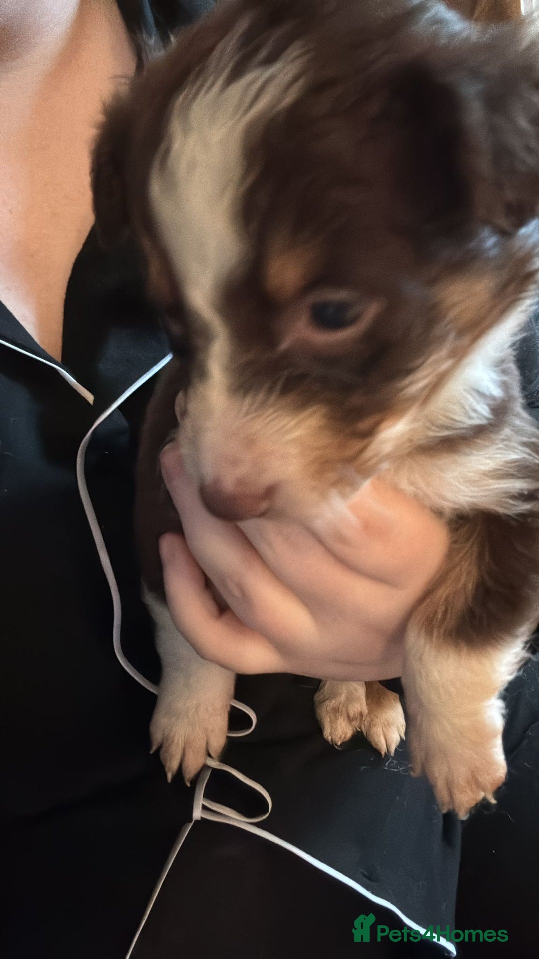 Border Collie dogs for sale: REDUCED BORDER COLLIE PUP  - Advert 6